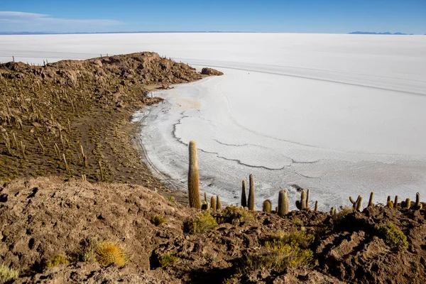 Incahuasi Adası Dev Kaktüsü Salar Uyuni Dünyanın Büyük Tuz Ovası — Stok fotoğraf