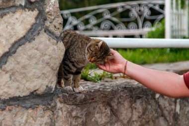 Elle okşayan kedi. Sokakta kediyi okşayan bir adamın eli. Hayvanlara özen ve koruma. Evsiz kedi ve köpeklere yardım et. Yazarın yeri. Bir yazı veya logo için geniş arkaplan alanı