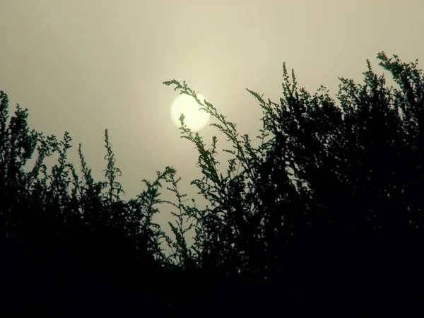 Sommardimmig Morgon Tung Dimma Rörde Solens Skiva Lövverk Vegetation Hög — Stockfoto