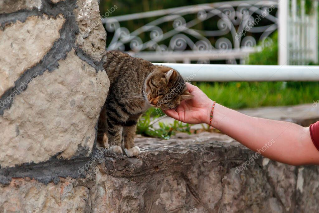 Hand stroking cat. Hand of man stroking cat on street. Care and protection of animals. Help homeless cats and dogs. Author's space. Large background space for an inscription or logo