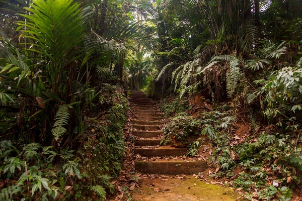 Escadaria Pedra Velha Selva Passos Bela Velha Floresta Tropical Paisagem — Fotografia de Stock