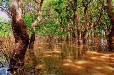 Tonle Sap Gölü. Kampong Phluk kuraklık döneminde yüzen balıkçı köyü. Kale cambazları, insanlar ve tekneler. Zavallı ülke. Siem Reap, Kamboçya yakınlarındaki Kamboçya 'da yaşam ve iş sakinleri