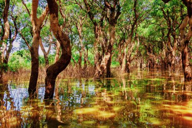 Tonle Sap Gölü. Kampong Phluk kuraklık döneminde yüzen balıkçı köyü. Kale cambazları, insanlar ve tekneler. Zavallı ülke. Siem Reap, Kamboçya yakınlarındaki Kamboçya 'da yaşam ve iş sakinleri