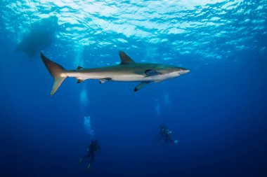 Mavi okyanusta büyük beyaz köpekbalığı suyun altında yüzer. Vahşi köpekbalıkları. Mavi okyanusta deniz hayatı. Hayvanlar Dünyası 'nın gözlemi. Meksika kıyılarındaki Cortez denizinde tüplü dalış macerası.
