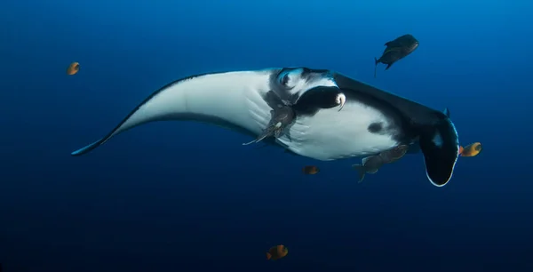 Elegante Manta Ray Drijft Onder Water Giant Ocean Stingray Voedt — Stockfoto