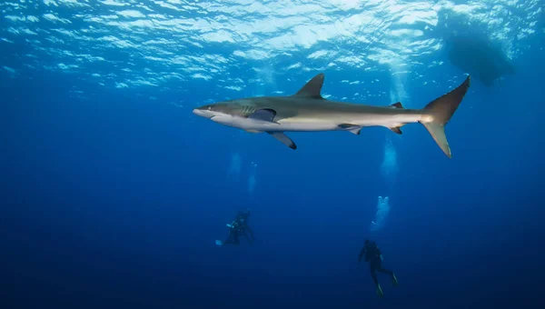 蓝色大海中的大白鲨在水下游动 野生的鲨鱼 蓝色海洋中的水下海洋生物 观察动物世界 斯库巴潜水探险在墨西哥海岸科尔特斯海域 — 图库照片