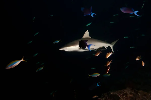 Karanlık Gecede Büyük Beyaz Köpekbalıkları Suyun Altında Yüzer Vahşi Köpekbalıkları — Stok fotoğraf