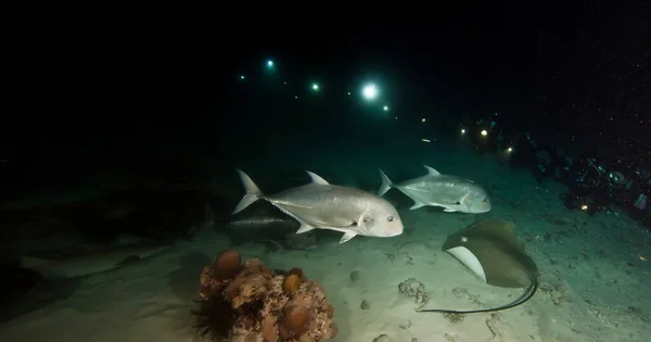 Ğne Vatozları Balıklar Denizin Dibindeki Karanlık Gecede Yüzerler Mavi Okyanusta — Stok fotoğraf