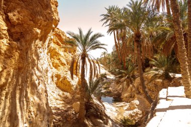 Sahra Çölü 'ndeki Chebika vahasının manzarası. Gölün üzerindeki palmiye ağaçları. Kuzey Afrika 'daki manzaralı dağ vahası. Yaya olarak Jebel El Negueba 'da bulunuyor. Güneşli bir öğleden sonra Atlas Dağları. Tozeur, Tunus