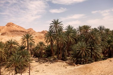 Sahra Çölü 'ndeki Chebika vahasının manzarası. Yerleşim ve avuç içini harap eder. Kuzey Afrika 'daki manzaralı dağ vahası. Yaya olarak Jebel El Negueba 'da bulunuyor. Güneşli bir öğleden sonra Atlas Dağları. Tozeur, Tunus