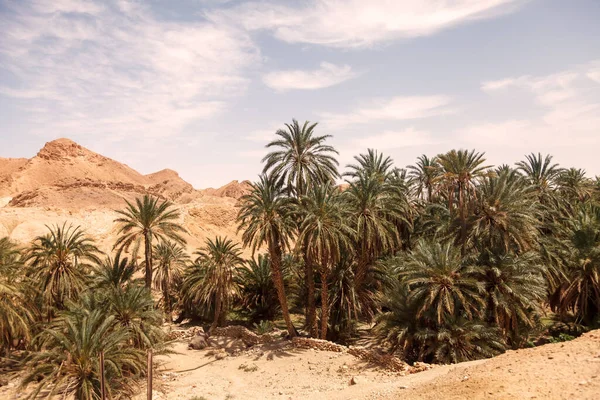Tájkép Chebika Oázis Szahara Sivatagban Tönkreteszi Települést Tenyeret Szcenikus Kilátás — Stock Fotó