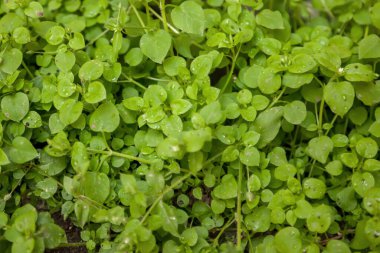 Yağmur damlaları ya da parlak yeşil çimenlerin üzerindeki çiy damlaları. Sabahın erken saatlerinde yeşilliğin arka planı. Seçici odaklanma. Çimler büyür. Doğal etkiler. Fenomen. Bahçe ve çevre koruma kavramı