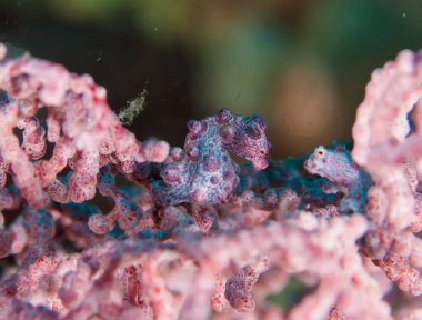 Deniz hayvanlarının sualtı makrografisi. Bitki örtüsü, suyun altındaki yaratıklar. Okyanusta deniz yaşamı. Hayvan dünyasını gözlemlemek. Süleyman denizinde dalış macerası, Papua Yeni Gine