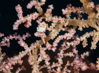 Deniz hayvanlarının sualtı makrografisi. Bitki örtüsü, suyun altındaki yaratıklar. Okyanusta deniz yaşamı. Hayvan dünyasını gözlemlemek. Süleyman denizinde dalış macerası, Papua Yeni Gine