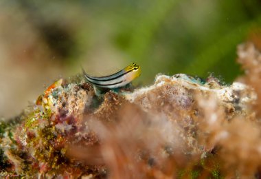 Deniz hayvanlarının sualtı makrografisi. Bitki örtüsü, suyun altındaki yaratıklar. Okyanusta deniz yaşamı. Hayvan dünyasını gözlemlemek. Süleyman denizinde dalış macerası, Papua Yeni Gine