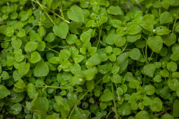 Droppar Regn Eller Dagg Ljust Grönt Gräs Bakgrund Grönska Tidigt — Stockfoto