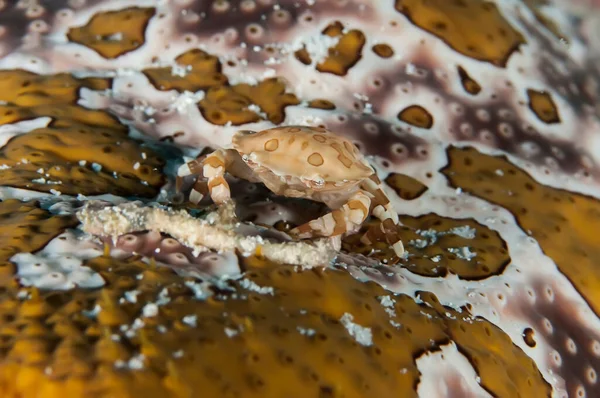 Underwater macro photography of marine animals. Vegetation, creatures under water. Marine life underwater in ocean. Observation animal world. Scuba diving adventure in Solomon sea, Papua New Guinea