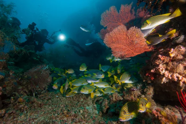 Deniz Hayvanlarının Sualtı Makrografisi Bitki Örtüsü Suyun Altındaki Yaratıklar Okyanusta — Stok fotoğraf