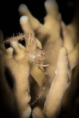 Deniz hayvanlarının sualtı makrografisi. Bitki örtüsü, suyun altındaki yaratıklar. Okyanusta deniz yaşamı. Hayvan dünyasını gözlemlemek. Kızıl Deniz 'de dalış macerası, Afrika kıyıları