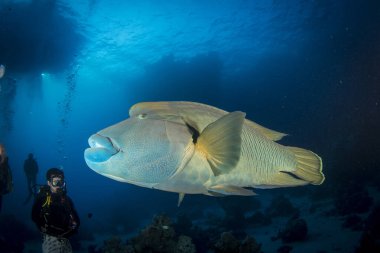 Napolyon balığı veya Humphead wrasse balığı (Cheilinus undulatus) okyanusun altında. Mavi okyanusta deniz hayatı. Hayvan dünyasını gözlemlemek. Kızıl Deniz 'de dalış macerası, Afrika kıyıları