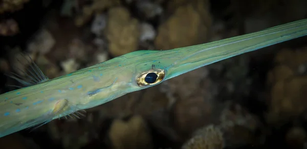 Podwodne Makrofotografii Zwierząt Morskich Roślinność Stworzenia Pod Wodą Życie Morskie — Zdjęcie stockowe