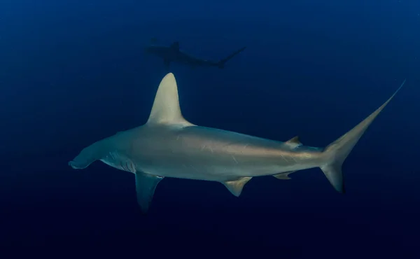 大锤头鲨鱼 Hammerheads学校在红海游泳 野生的鲨鱼 蓝色海洋中的水下海洋生物 观察动物世界 Scuba潜水探险在红海 非洲海岸 — 图库照片