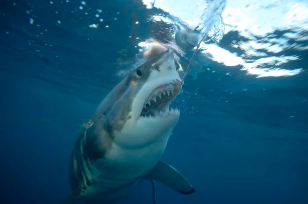 Requin Sous Marin Dans Océan Bleu Requin Effrayant Ouvre Bouche — Photo