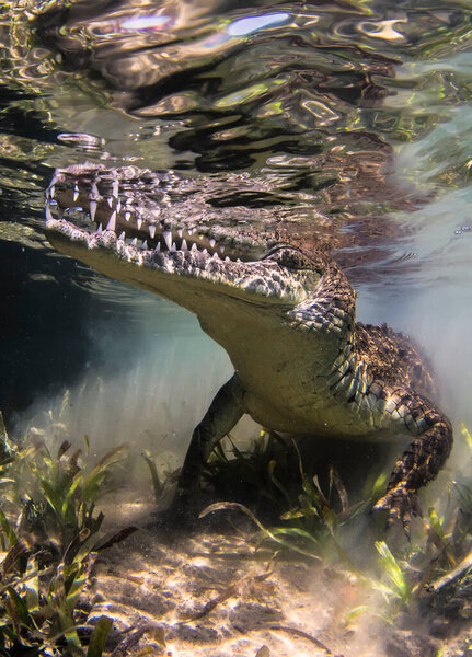 Crocodile floats underwater. Alligator in shallow water looks out of water. Marine life under water in ocean. Observation animal world. Scuba diving adventure in Red sea, coast Africa