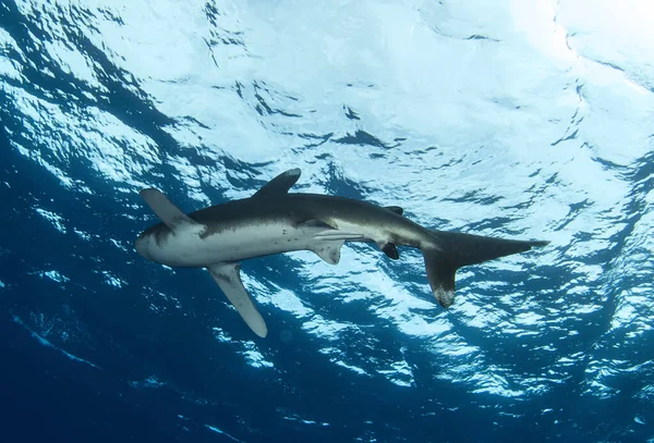 Requin Océanique Carcharhinus Longimanus Nage Mer Rouge Des Requins Sauvages — Photo