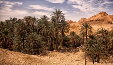 Sahra Çölü 'ndeki Chebika vahasının manzarası. Yerleşim ve avuç içini harap eder. Kuzey Afrika 'daki manzaralı dağ vahası. Yaya olarak Jebel El Negueba 'da bulunuyor. Güneşli bir öğleden sonra Atlas Dağları. Tozeur, Tunus