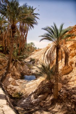 Sahra Çölü 'ndeki Chebika vahasının manzarası. Gölün üzerindeki palmiye ağaçları. Kuzey Afrika 'daki manzaralı dağ vahası. Yaya olarak Jebel El Negueba 'da bulunuyor. Güneşli bir öğleden sonra Atlas Dağları. Tozeur, Tunus