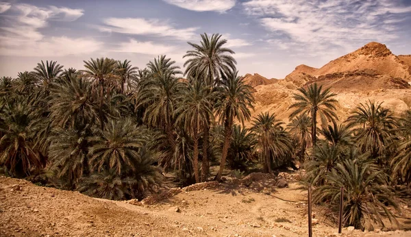 Tájkép Chebika Oázis Szahara Sivatagban Tönkreteszi Települést Tenyeret Szcenikus Kilátás — Stock Fotó