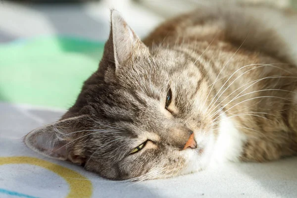 Retrato Gato Bonito Dormindo Luz Sol Cobertor Close Rosto Gato — Fotografia de Stock