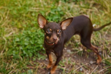Rus oyuncak Terrier çimlerin üzerinde duruyor. Terrier cinsinin evcil köpeği doğada çimenlerde koşuyor. Safkan küçük cep hayvanları. Park 'ta Yürüyen Hayvanlar