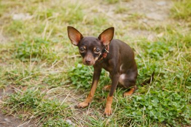 Rus oyuncak Terrier köpeği çimenlerde oturuyor. Terrier cinsinin evcil köpeği doğada çimenlerde koşuyor. Safkan küçük cep hayvanları. Park 'ta Yürüyen Hayvanlar