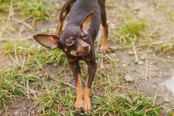 Orosz Játékterrier Gyepen Áll Közelkép Megszelídített Kutya Játék Terrier Fajta — Stock Fotó