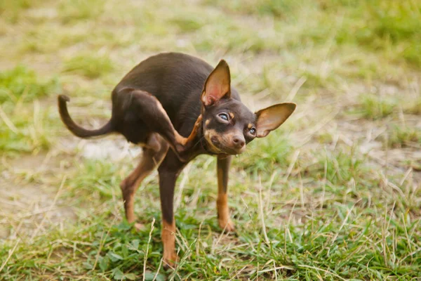 Russian toy Terrier dog scratches its paw behind ear. Close up of tame dog of toy Terrier breed running on grass in nature. Purebred small pocket Pets. Walking Pets in Park