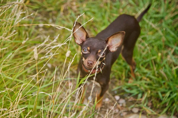 Orosz Játékterrier Gyepen Áll Közelkép Megszelídített Kutya Játék Terrier Fajta — Stock Fotó