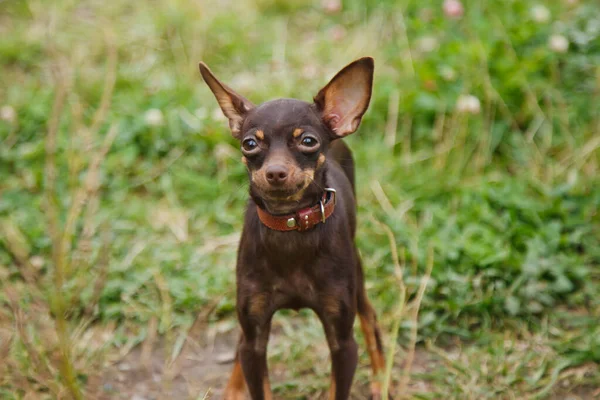 Orosz Játékterrier Gyepen Áll Közelkép Megszelídített Kutya Játék Terrier Fajta — Stock Fotó