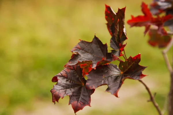 Autumn background of maple leaves, twigs and foliage. Fragment of color maple leaf with blurred background. FAASSEN BLACK maple tree name. Autumn nature concept. Copyright space for site or logo