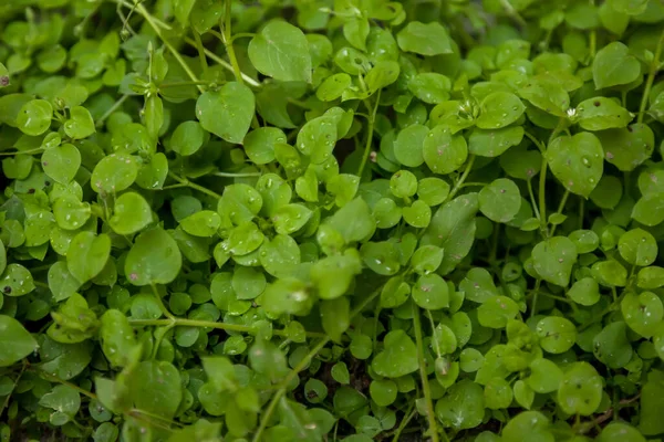 Droppar Regn Eller Dagg Ljust Grönt Gräs Bakgrund Grönska Tidigt — Stockfoto