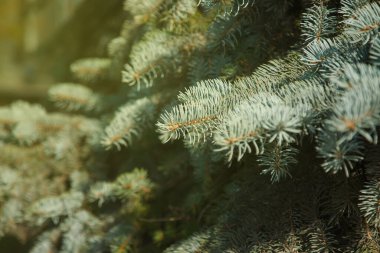 Bilimsel adı Picea pungens olan mavi ladin dallarının yakın çekimleri, ladin türlerinin bir türüdür. Yaratıcılık için doğal arka plan. Seçici odaklanma. Web sitesi veya afiş için görüntü. Boşluğu kopyala