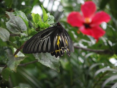 Yeşil yapraklı ve çiçekli kelebek