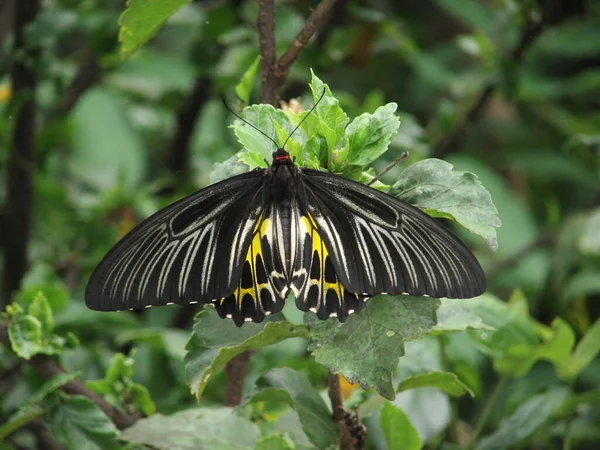 Butterfly Green Leaf Flower — Stock Photo, Image