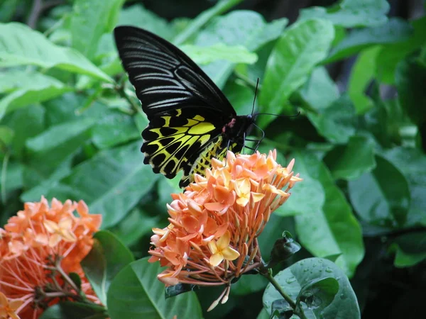 Schmetterling Auf Grünem Blatt Und Blume — Stockfoto