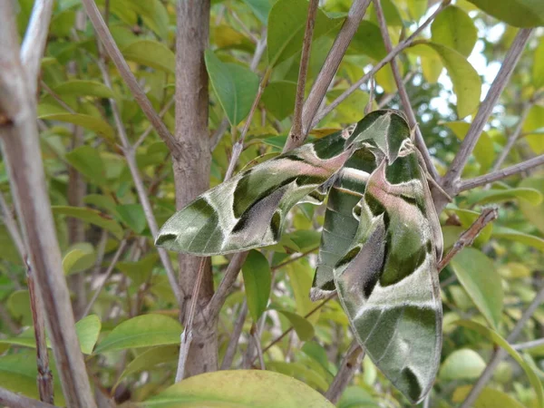 Butterfly Tree — Stock Photo, Image