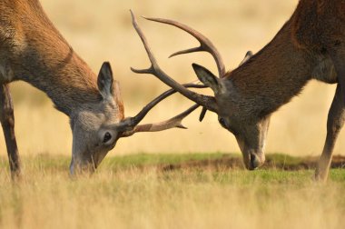 Sonbahar renklerinde kırmızı geyik