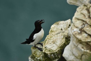 Razorbill kayalıklarda oturuyor.