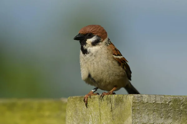 Moineau Arboricole Eurasien Assis Sur Clôture — Photo