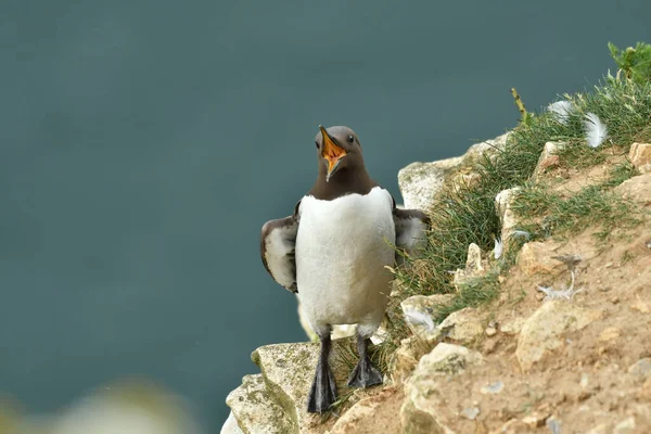 Guillemot Comum Costa — Fotografia de Stock